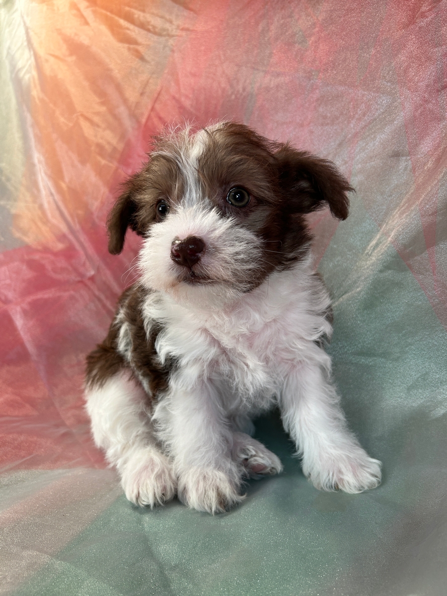 F1 Female Schnoodle Puppy for Sale $1200 DOB 12-1-2023